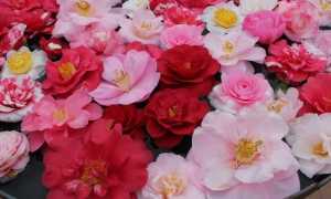 277219380 7178850218854042 1911489611692220544 n