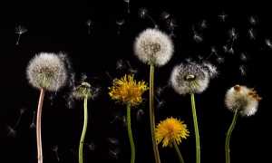 allergie denti leone