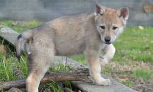 allevamento cuccioli cane lupo 02albadellupo