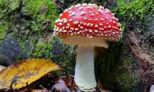 amanita