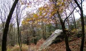 bureglio bosco