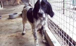 cani adozione