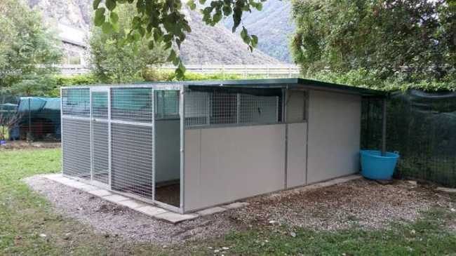 canile ago 17 f toce