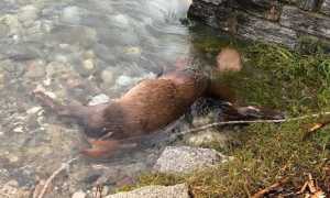 capriolo spiaggiato 18 2