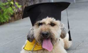 graduation 5228381 1280