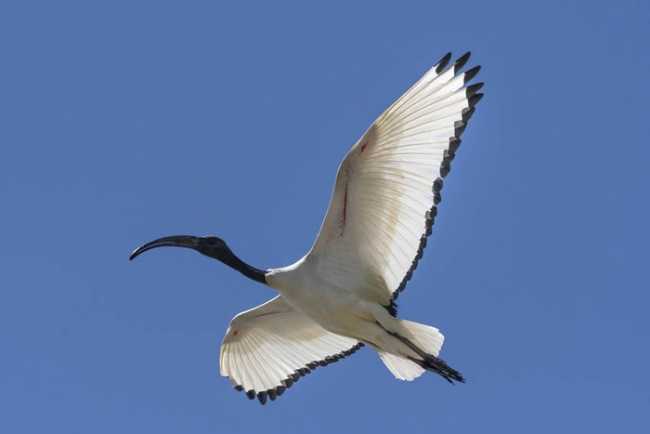 ibis