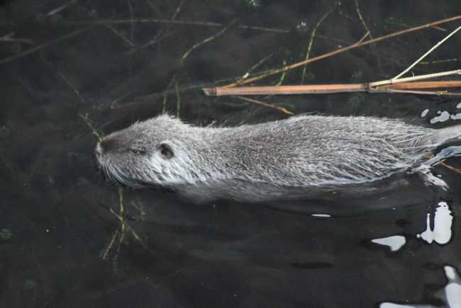 nutria