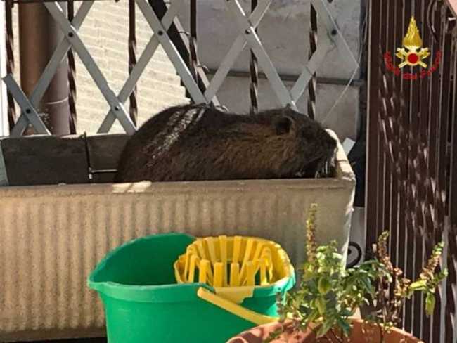 nutria luino vdf