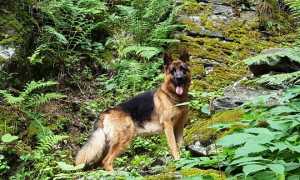 solo pastore tedesco