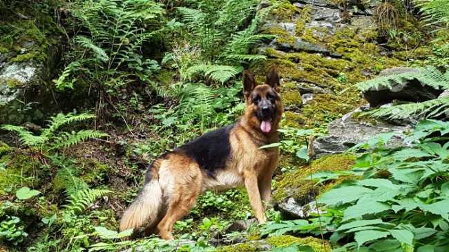 solo pastore tedesco