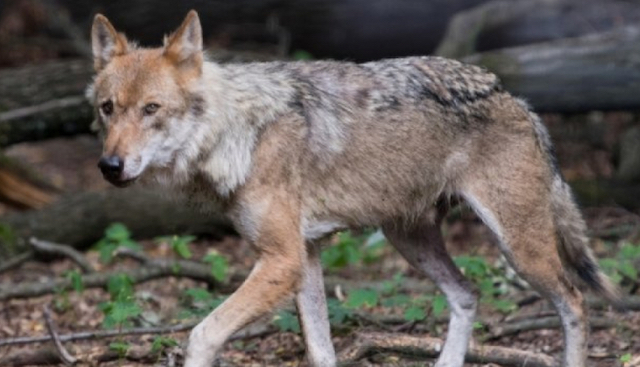 l predazioni in val canaria non si fa nulla per evitare l espansione dei lupi iuxg