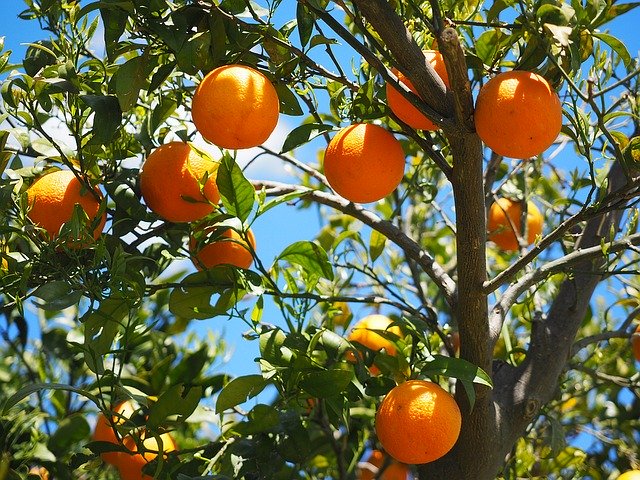 oranges 1117628 640