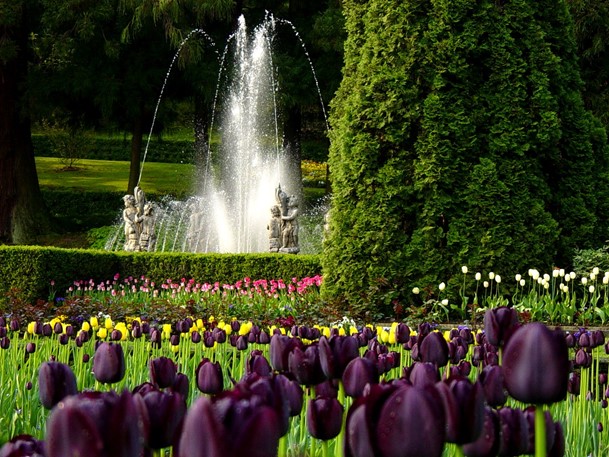 dsc02739 tulipani queen of night