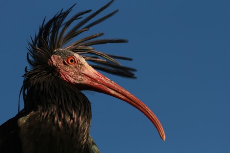 ibis eremita