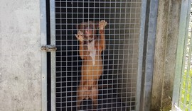 pitbull fondotoce