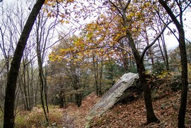 bureglio bosco