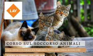 2024 locandina soccorso animali
