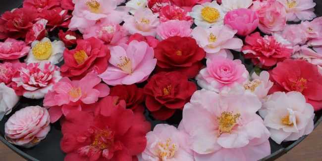 277219380 7178850218854042 1911489611692220544 n