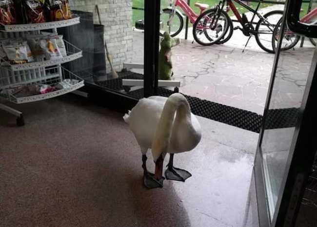 44809084 2308899812729631 6615975143246135296 n