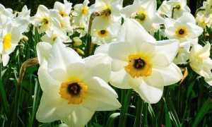 Fiori di narciso 1 1 e1509722738694 1280x720