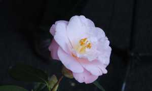 IMG 0945 copia