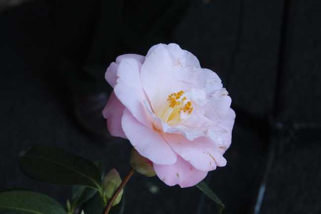 IMG 0945 copia