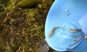 ParcoPallavicino TroteMarmorate