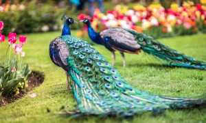 Parco Pallavicino 20 SA79777