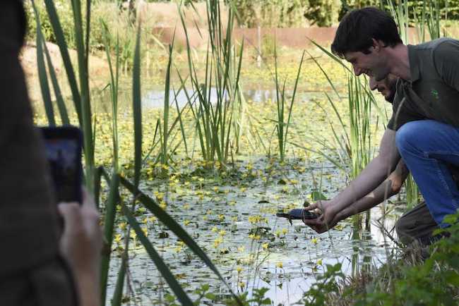 Terre Borromeo Parco Pallavicino Testuggini Emys liberazione DSC3015