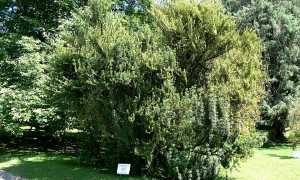 Villa Taranto Cephalotaxus Adenauer