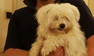 cagnolina zonca ghiffa