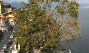 canforo ghiffa potato