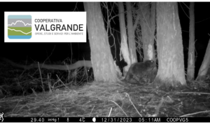 castoro fondotoce00000