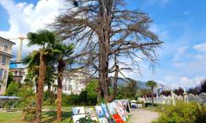 cedro