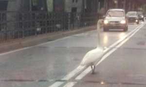 cigno ponte castelletto