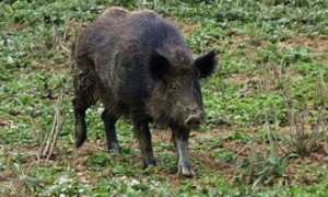 cinghiale generico
