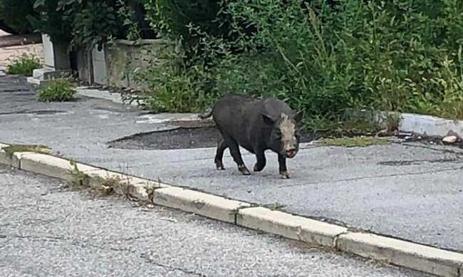 cinghialei cannobio 3