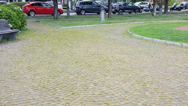 erbacce sfalcio 1704