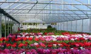 florovivaismo generica