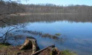 lagoni mercurago generico