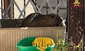 nutria luino vdf