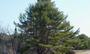 pinus
