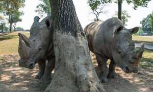 rinoceronte safari park