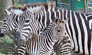 zebre