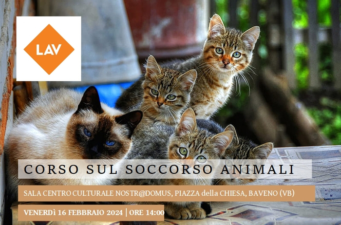 A Baveno un corso sul benessere degli animali 