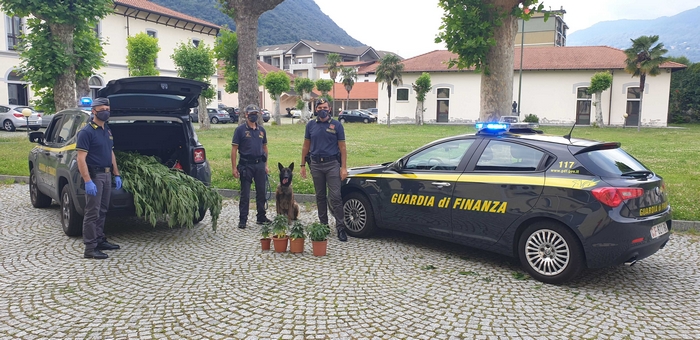 marijuana cambiasca