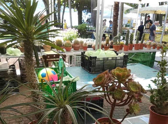 A Villa Giulia anche gli alberi parlano. Torna nel weekend Cactus Folies 