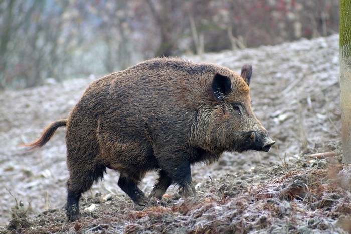 Il Ticino contiene i cinghiali: in estate abbattuti 1.202 esemplari