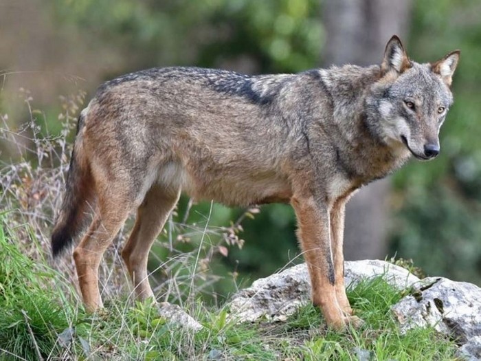 Meno protezione ai lupi, ma abbattimenti da ridiscutere