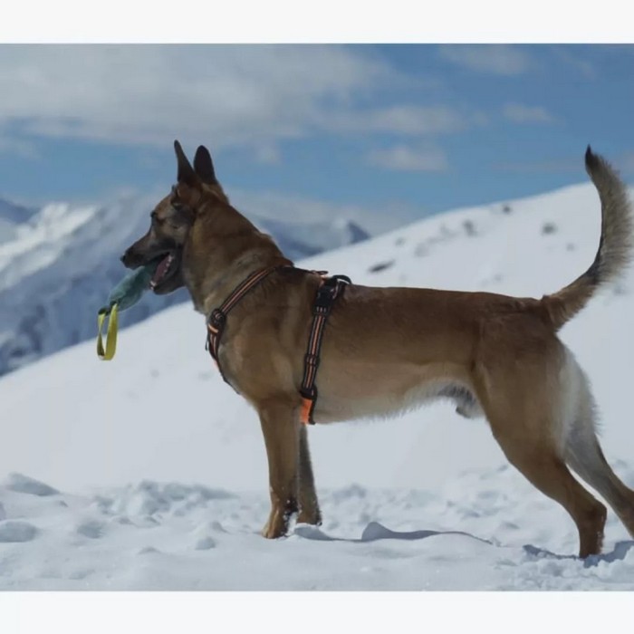 Malore fatale in montagna, muore cane soccorritore